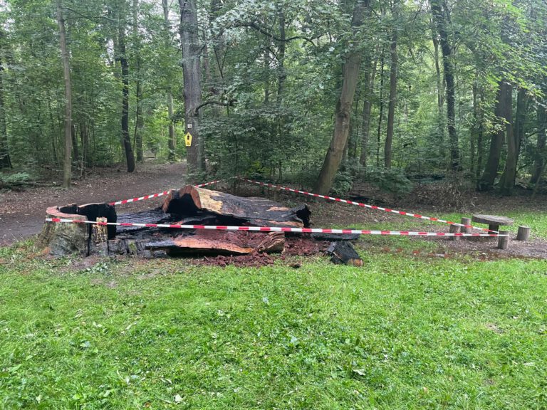 Zerstörter Baum auf bekannten Böhlitzer Waldspielplatz